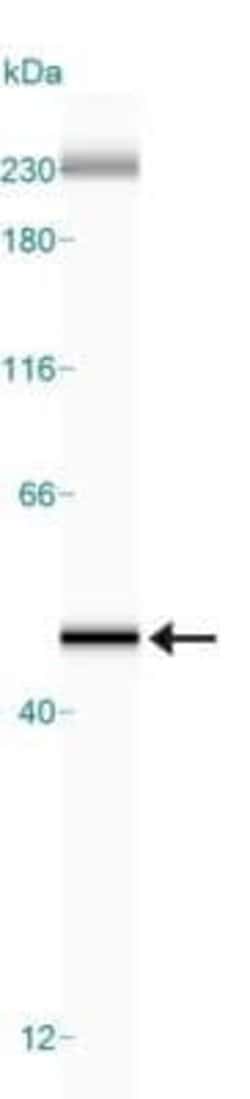 beta-Actin Antibody (8H10D10) - Azide and BSA Free, Novus Biologicals 0.1 mL | Buy Online | Novus Biologicals | Fisher Scientific